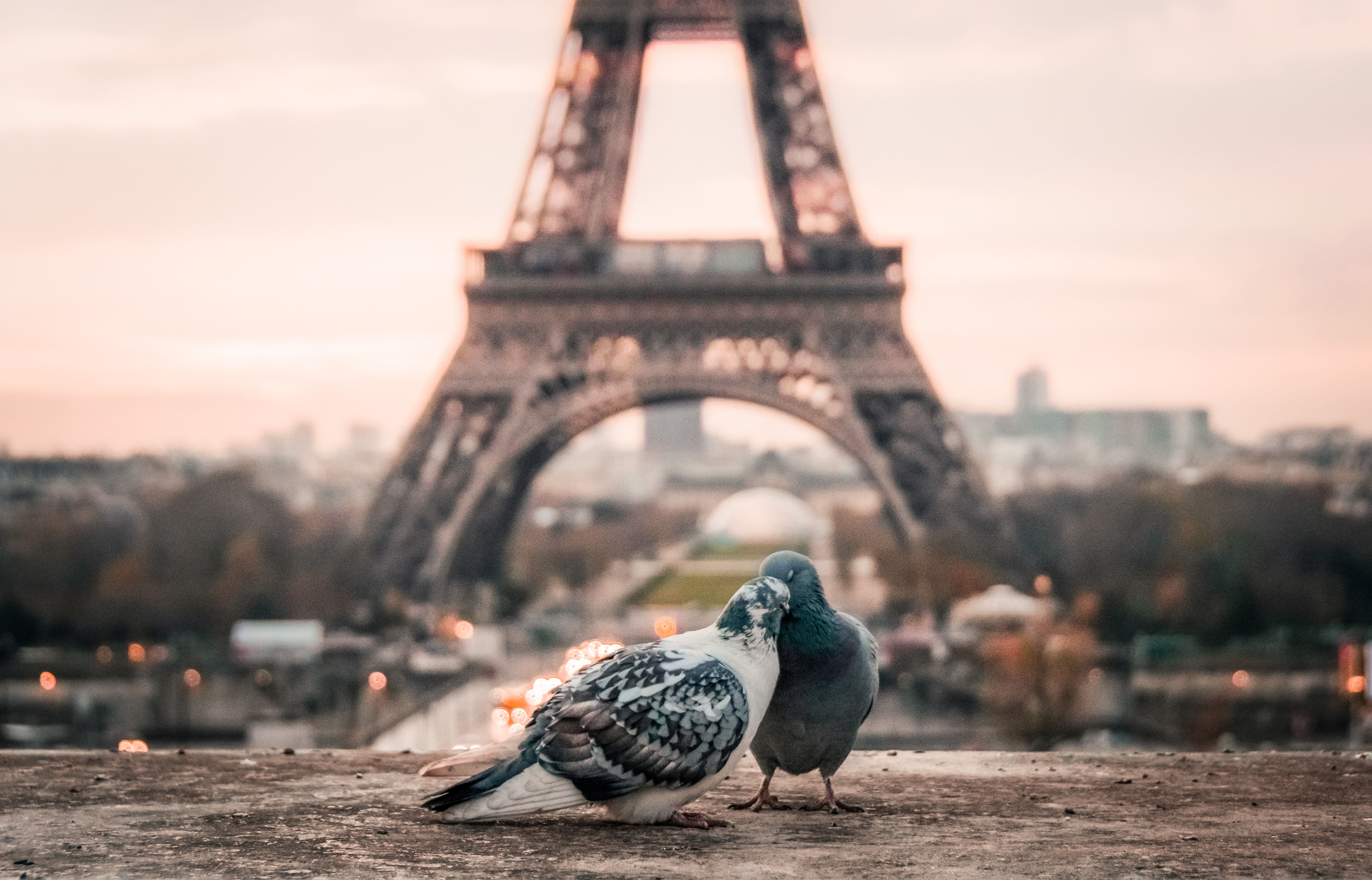 focus photography of gray and black pigeons behind Eiffel Tower